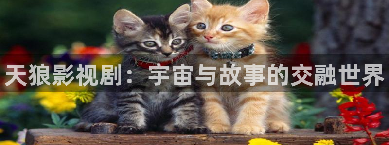 天狼电影免费观看完整：天狼影视剧：宇宙与故事的交融世界